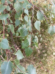 Betula pendula