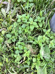 Lamium