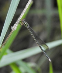 Pseudagrion ignifer
