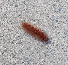 Phragmatobia