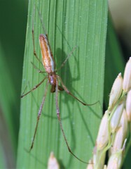 Tetragnatha nitens