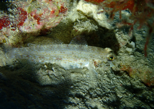 Largetooth Goby