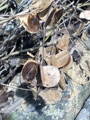 Dioscorea cirrhosa