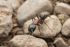 Camponotus atrox