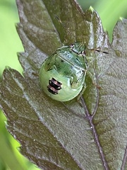 Glaucias