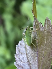 Glaucias