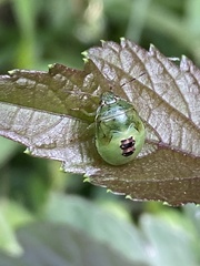 Glaucias