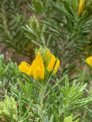 Genista linifolia