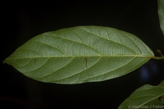 Alangium polyosmoides