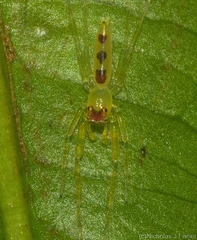 Astilodes mariae