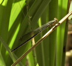 Pseudagrion ignifer
