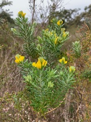 Genista linifolia