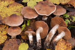 Cortinarius luridus