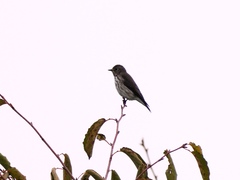 Muscicapa griseisticta