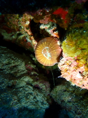Micromussa pacifica