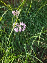 Tulbaghia violacea