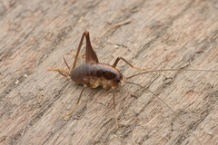 Paratachycines ussuriensis