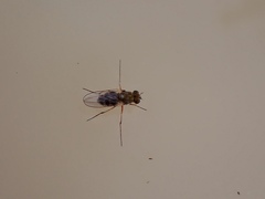 Brachydeutera sydneyensis