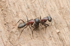 Camponotus atrox