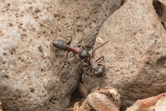 Camponotus atrox