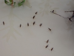 Brachydeutera sydneyensis