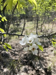Pyrus ussuriensis
