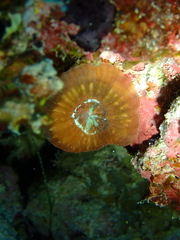 Micromussa pacifica