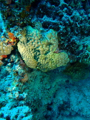 Turbinaria stellulata