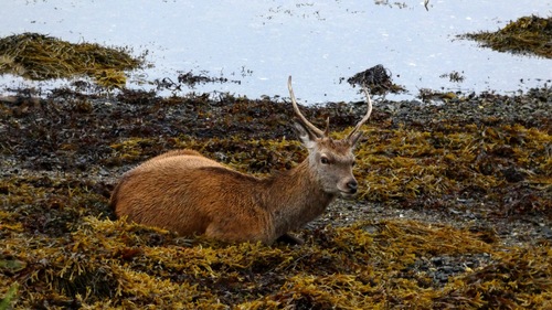 Deer