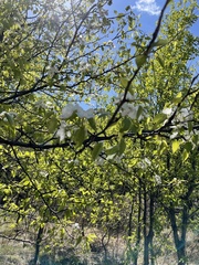 Pyrus ussuriensis