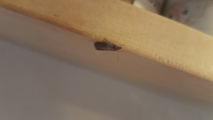 Plodia interpunctella