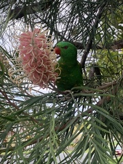 Trichoglossus chlorolepidotus