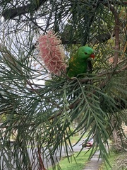 Trichoglossus chlorolepidotus