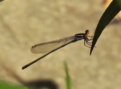 Pseudagrion ignifer