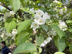 Malus mandshurica