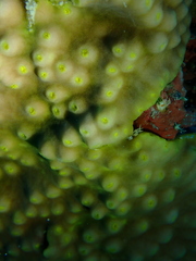 Turbinaria stellulata