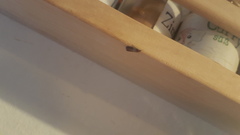 Plodia interpunctella