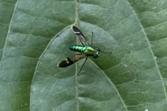 Chrysosoma