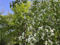 Malus mandshurica