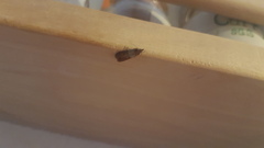 Plodia interpunctella