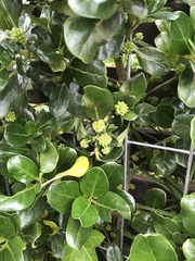 Euonymus japonicus