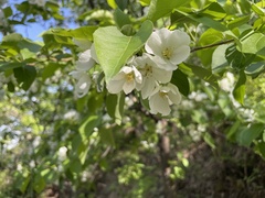 Malus mandshurica