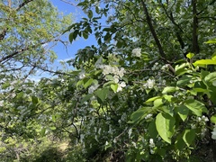 Malus mandshurica