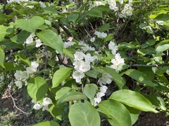 Malus mandshurica