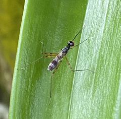 Taeniapterinae