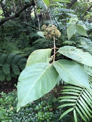 Callicarpa formosana
