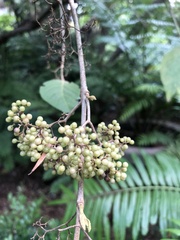 Callicarpa formosana