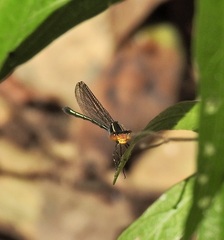 Pseudagrion ignifer