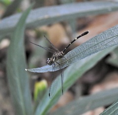 Nannophlebia eludens