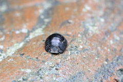 Calacta lugubris